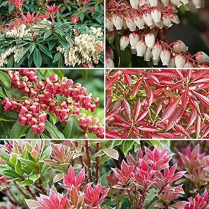 5 x Pieris Evergreen Shrubs – Mixed Varieties – 9cm Pots – Hardy Garden Plants
