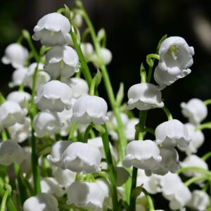 1 x Convallaria Majalis (Lily of the Valley) –10cm Pot– Hardy Fragrant Perennial
