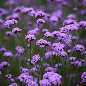 Verbena bonariensis – 1L Pot – Hardy Perennial – Tall Purple Flower Garden Plant