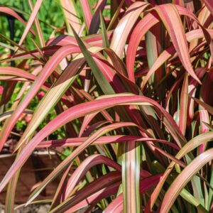 Phormium ‘Jester’ – 3L Pot – Evergreen New Zealand Flax – Hardy Garden Plant
