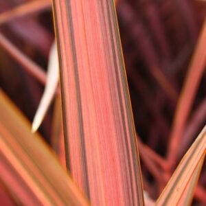 Phormium ‘Pink Panther’ – 3L Pot –Evergreen New Zealand Flax –Hardy Garden Plant