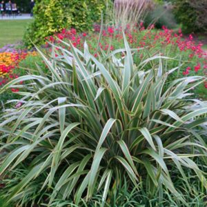 Phormium ‘Tricolor’ – 3L Pot – Evergreen New Zealand Flax – Hardy Garden Plant