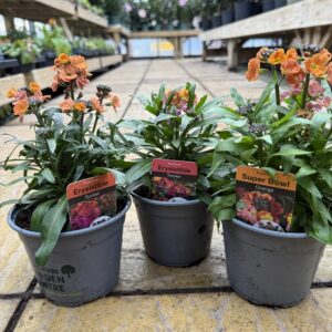3 x Mix Erysimum – 1L Pots – Hardy Wallflowers Hardy Flowering Perennials