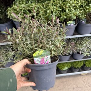 1 x Hebe Plant – 2/3L Pot – Large Hardy Flowering Evergreen Shrub 40+ Varieties