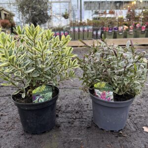 2x Mix Hebe Plant – 2/3L Pot – Large Hardy Flowering Evergreen Shrub Copy