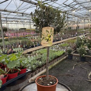 Olive Tree - Approx 80cm – Hardy Garden Mediterranean Evergreen Tree 4L Pot