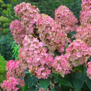 Hydrangea paniculata ‘Pink Diamond’ – 1L Pot – Hardy Pink Flowering Shrub