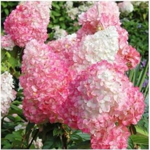Hydrangea paniculata ‘Pink Lady’ – 1L Pot – Hardy Pink Flowering Shrub