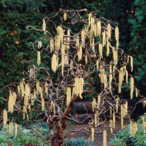 Corylus ‘Scooter’ – 3L Pot – Hardy Established Ornamental Corkscrew Hazel Shrub