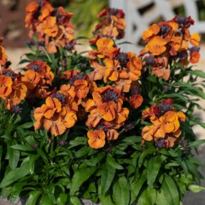 Erysimum ‘Orange’ – 1L Pot – Hardy Wallflowers Orange Flowering Perennial