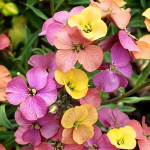 Erysimum ‘Tricolor’ – 1L Pot –Hardy Wallflower Tri-Coloured Flowering Perennial