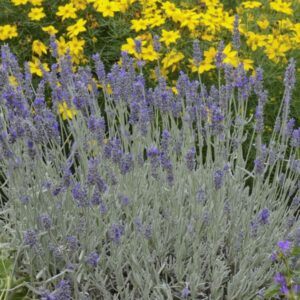 Lavandula Angustifolia 3L