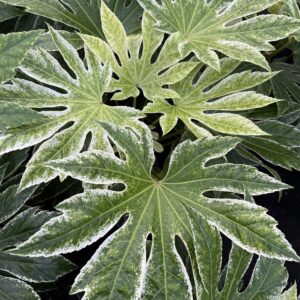 Fatsia japonica ‘Spider’s Web’ – Hardy Variegated Evergreen Shrub – 3L Pot