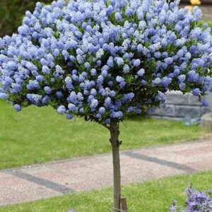 STD Ceanothus Tree