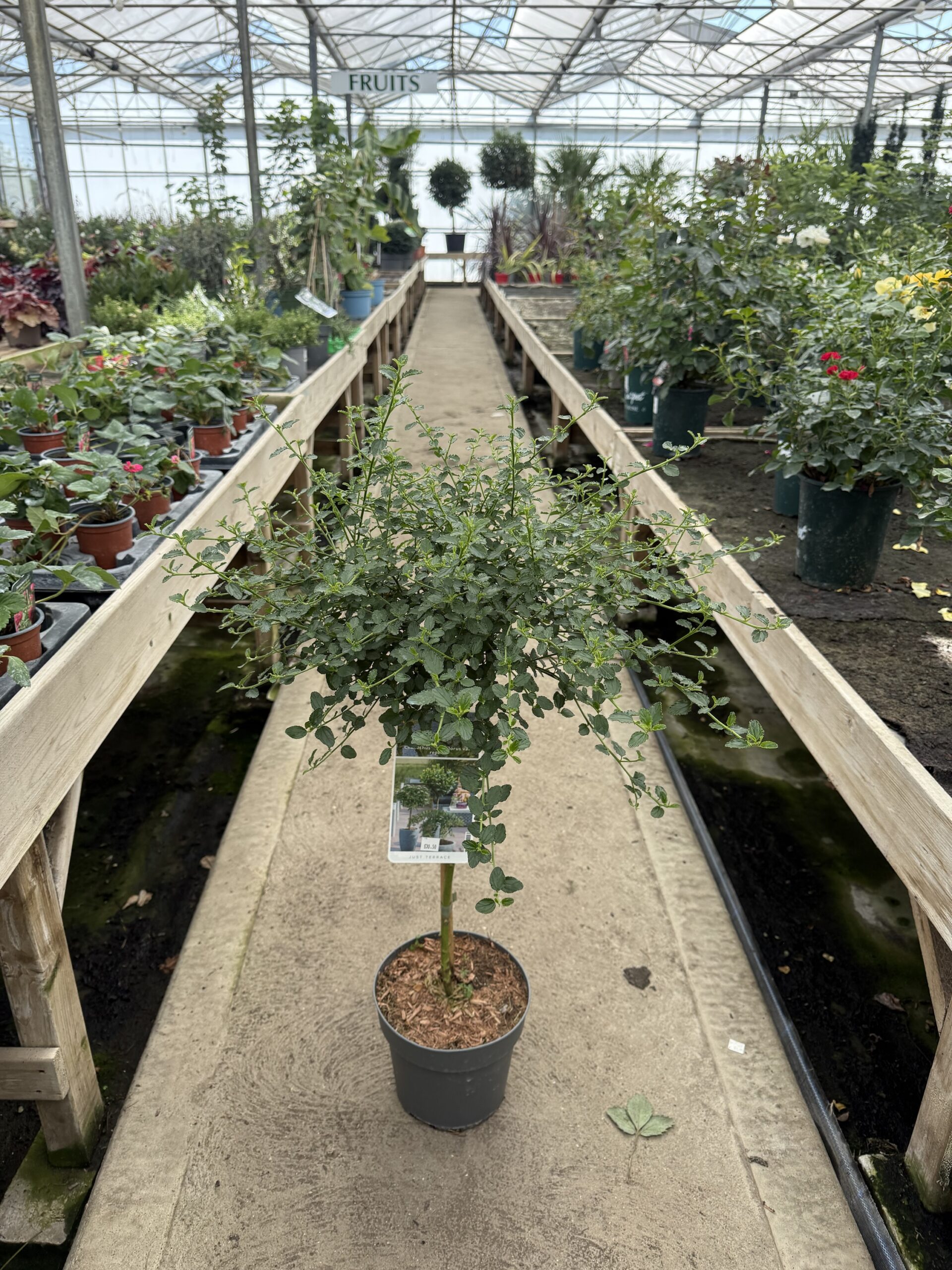 STD Ceanothus Tree - Image 2