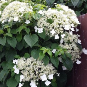 Hydrangea ‘petiolaris’
