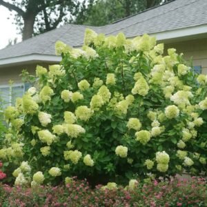 Hydrangea Paniculata ‘Limelight’