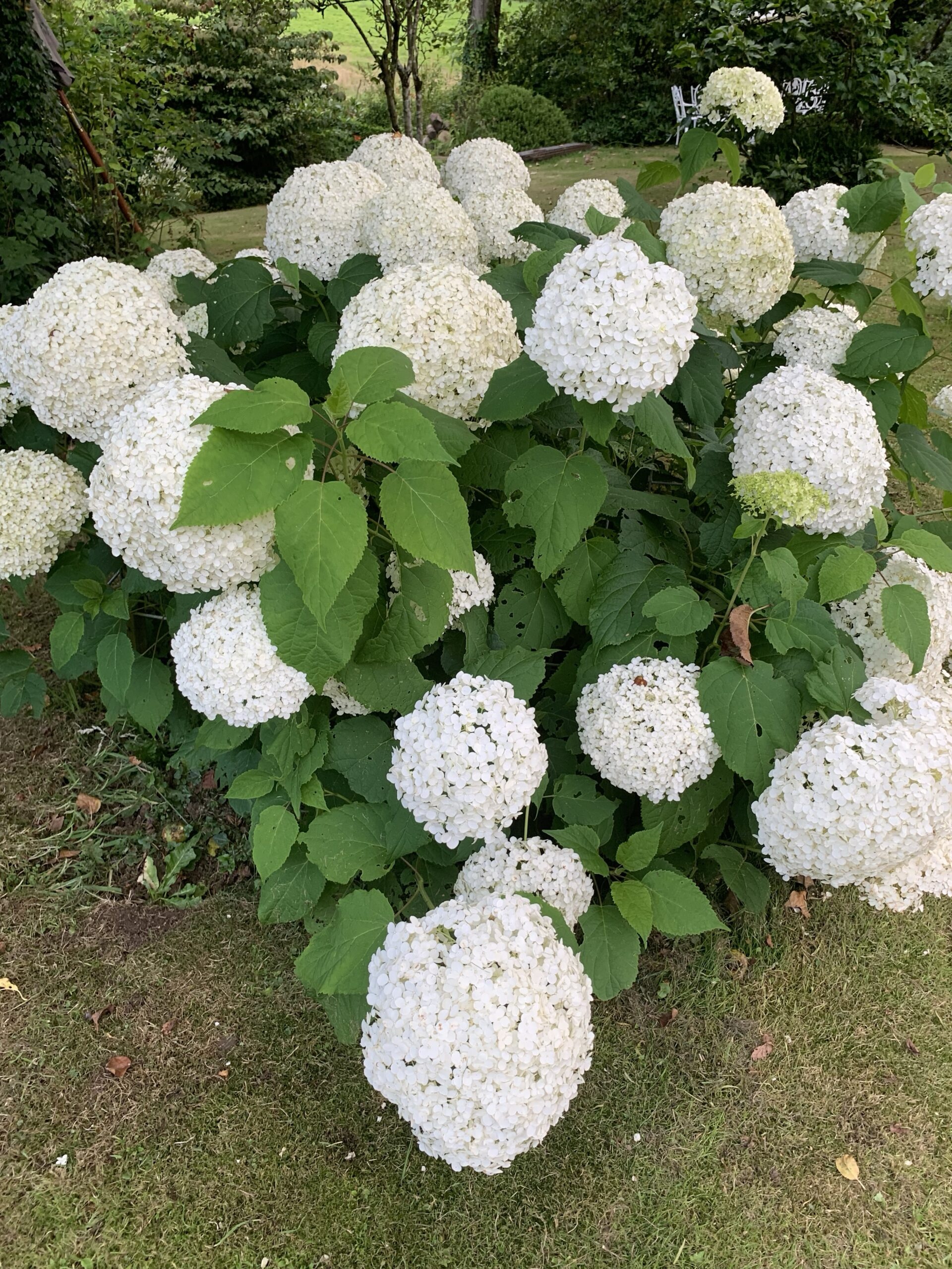 Hydrangea ‘Annabelle’